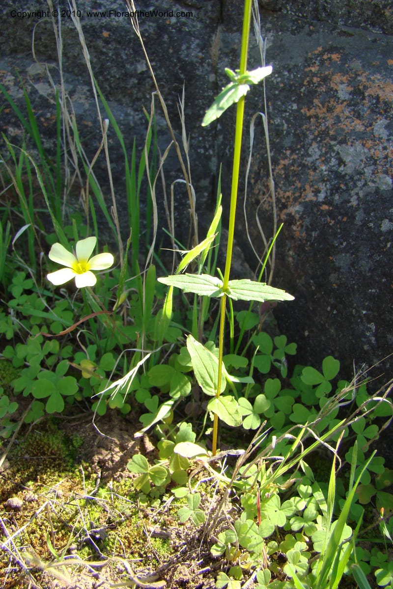 Nemesia cheiranthus, C. Davidson 11523--South Africa. Northern Cape. Papkuilsfontein. 25 Aug 09. 275 (7).jpg