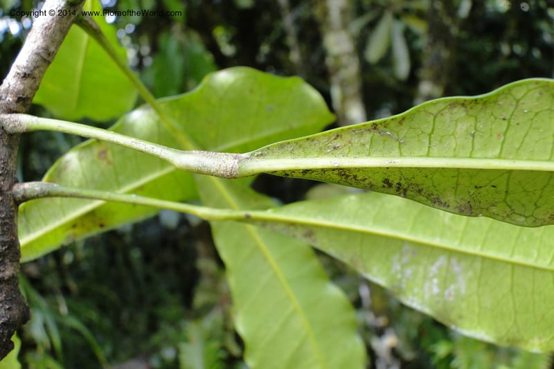 Codiaeum peltatum, J. Munzinger 6549--New Caledonia. Tchamba. Grotie Kou. 16 Feb 2011. 102 (12).jpg