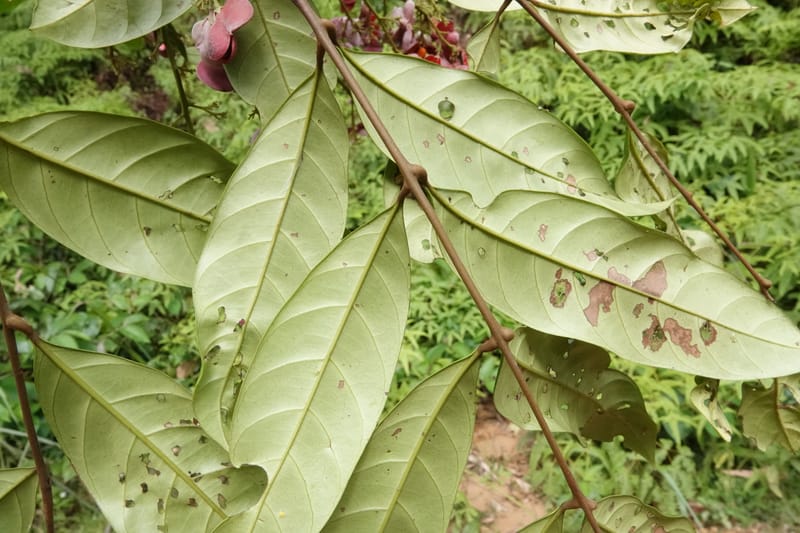 Aporrhiza, C. Davidson 13912--Gabon. M de C. Road past the cabins. 29 Oct 2018DSC09794 (107).JPG
