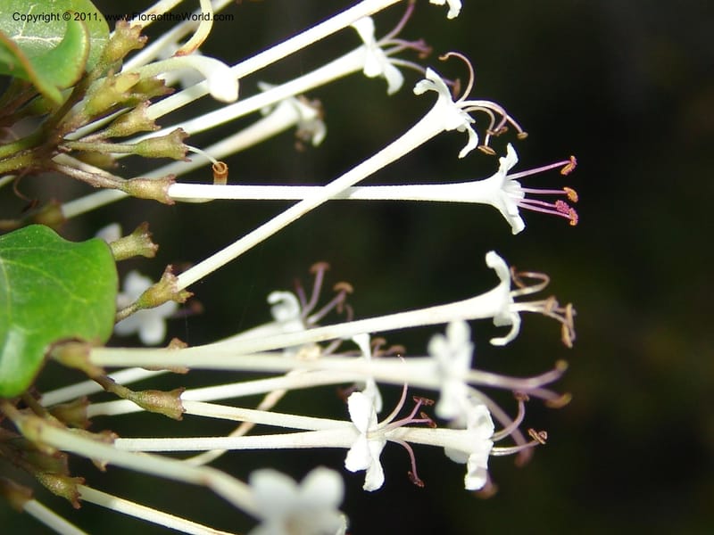 Clerodendrum, ZRogers1088--Madagascar. Ankorikakely Vil., Rd  to Sakalava Bay. 4 Nov 06. 218 (3).jpg