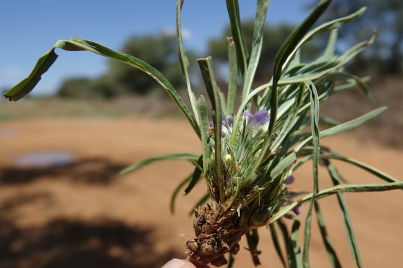 Aptosemum lineare, L. Nanyeni 1168--Namibia. Hwy B1, rest stop at odom 161. 16 Mar 2018. DSC01241 (37).JPG