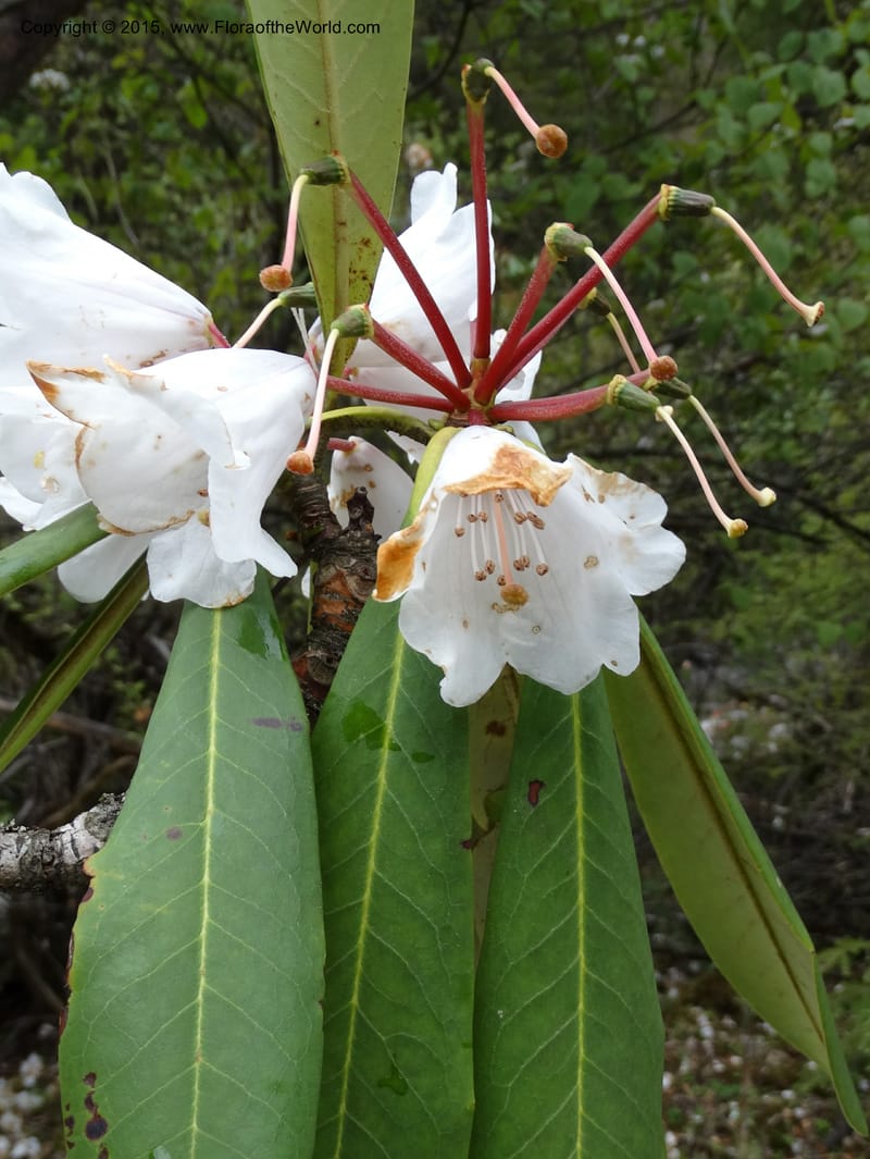 Rhododendron, Boufford, D 43641--China. Sichuan. XiaYingShan to XiangZhai. 10 May 2014. DSC05109 (242).JPG
