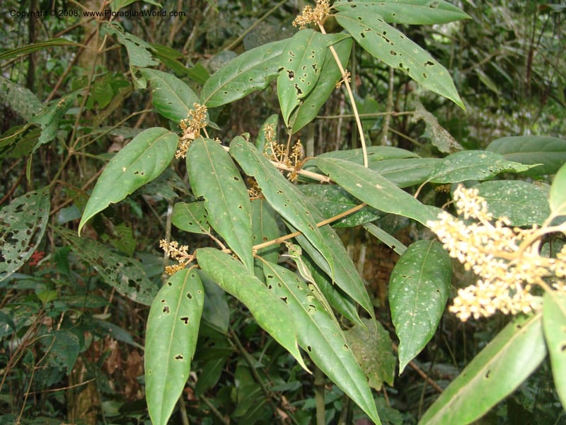 Endlicheria, RVasquez33016--Peru. Pillcopata. Qbda Pini Pini. 29 Oct 07. 796.jpg