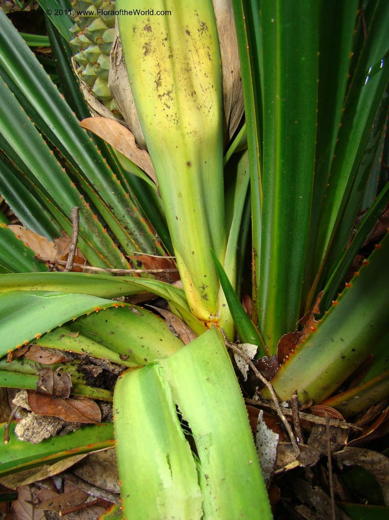 Pandanus balansae, M. Callmander 828--New Caledonia. Mont Dzumac road. 23 Jan 2010. 001 (588).jpg