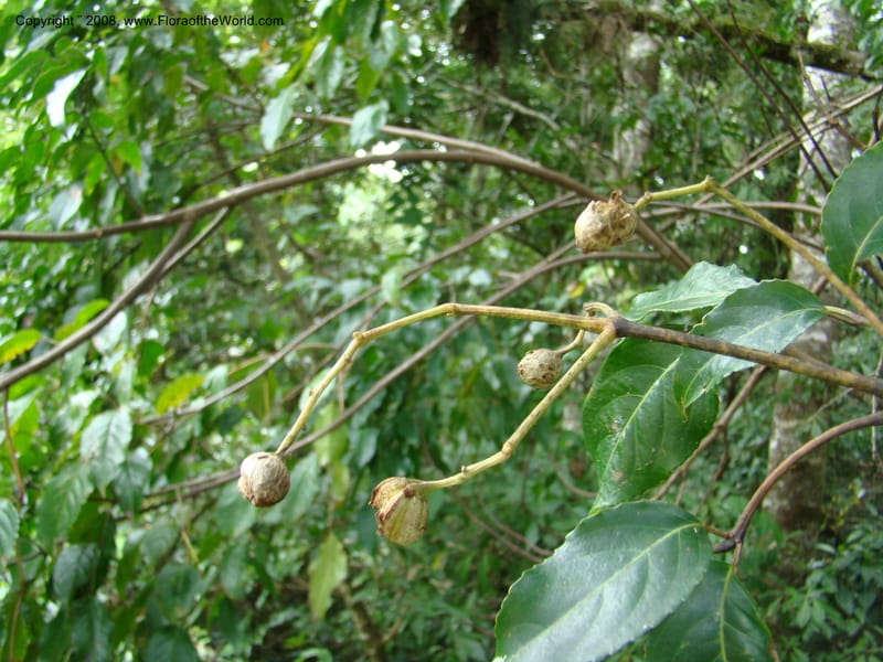 Turpinia occidentalis, NMartinezM2410--MX. Chiapas. Cta. Guapilla-Tapalapa. 13 Sep 08. 184.jpg