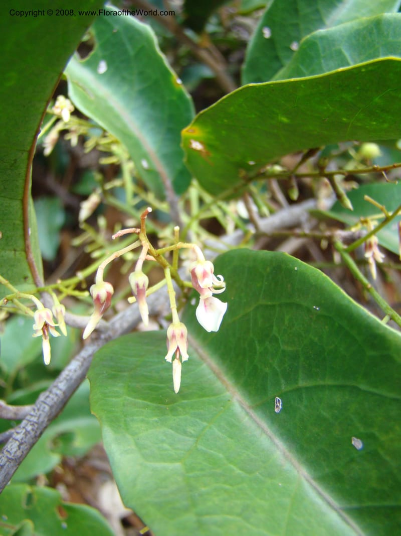 Agatea longipedicellata, JMunzinger4841--New Caledonia. Kwe Bwinyi Riv., old bridge. 18 Nov 07. 005.jpg