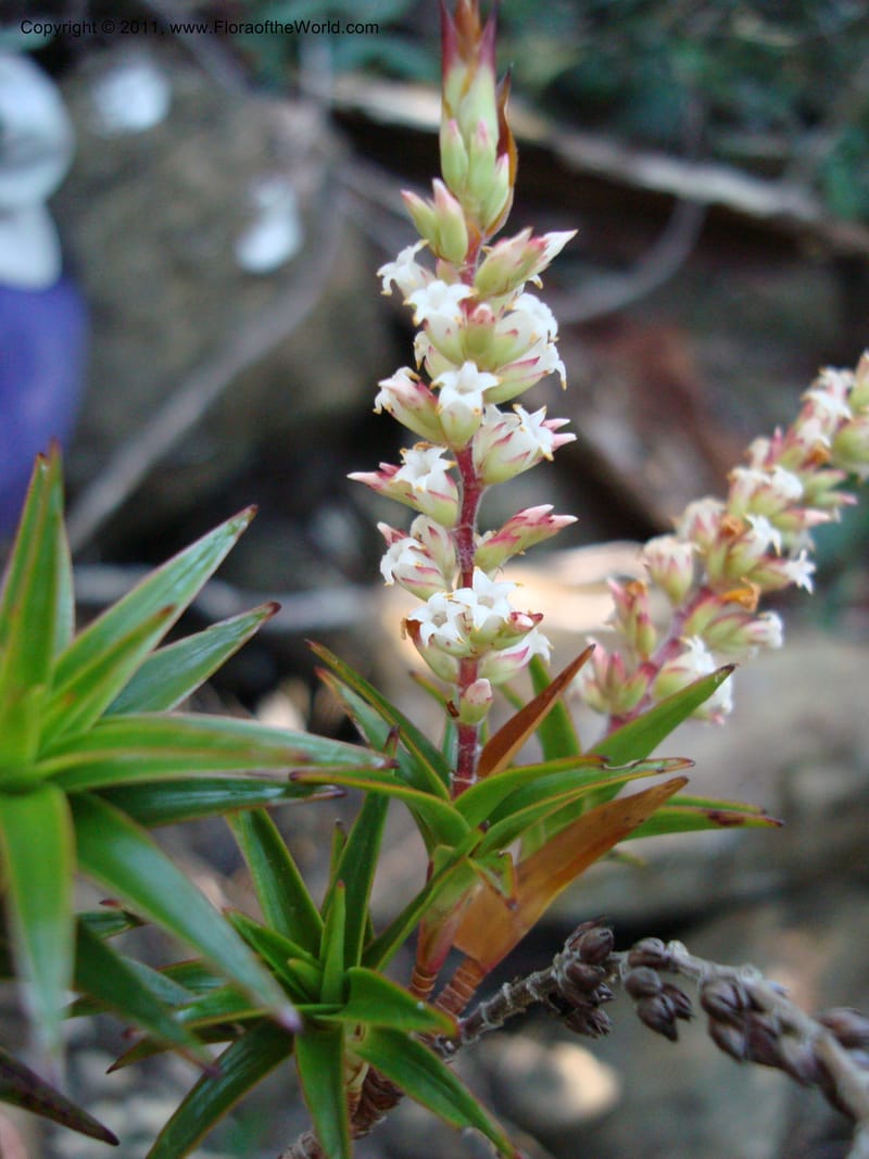 Dracophyllum ramosum, Munzinger, J 4652--New Caledonia, Province du Sud, Dumbea barrage,  11 Nov 2007 020 (3).jpg