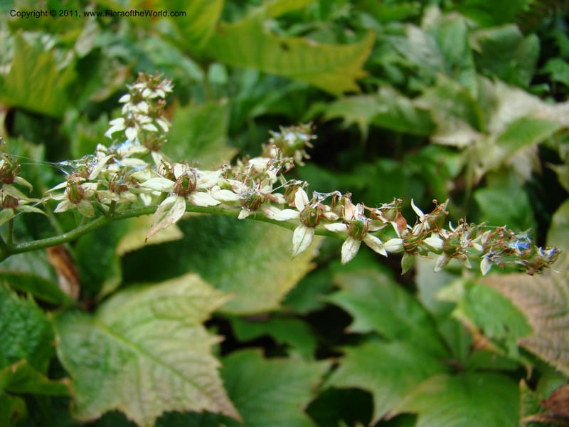 Rodgersia podophylla, 28991-262-91--Canada. BC. Univ. BC Bot. Garden. 27 Jul 08. 022.jpg