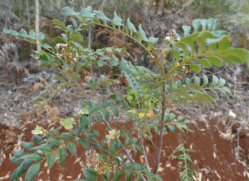 Guioa villosa, Callmander, M 1257--New Caledonia. Tiebaghi. 17 Nov 2015. DSC03437 (197).JPG