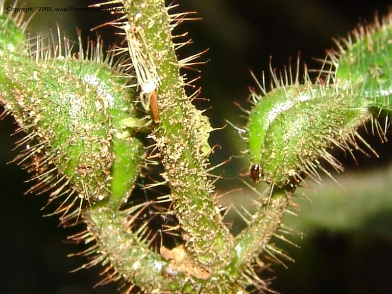 Tococa, DNeill15936--Ecuador. Prv. Zam. Ch. C del Condor. Wawaime plot. 22 Sep 07. 176.jpg