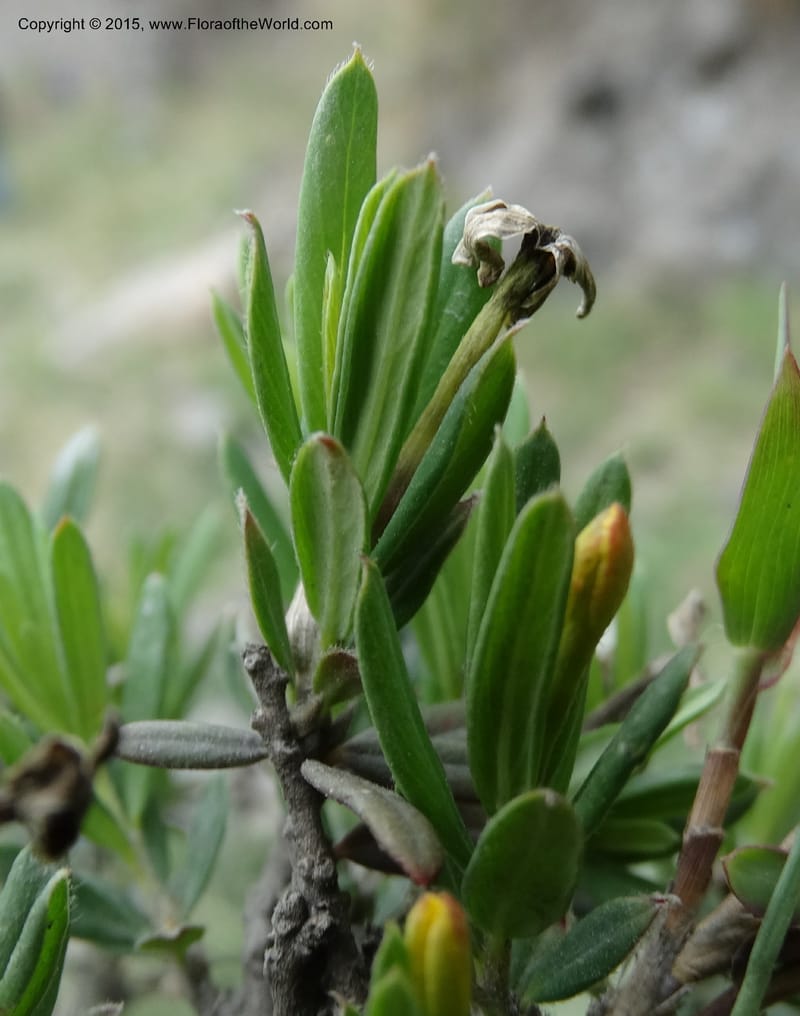 Wikstroemia, Boufford, D 43598--China. Sichuan. Yonghe Village. 6 May 2014. DSC04110 (45).JPG
