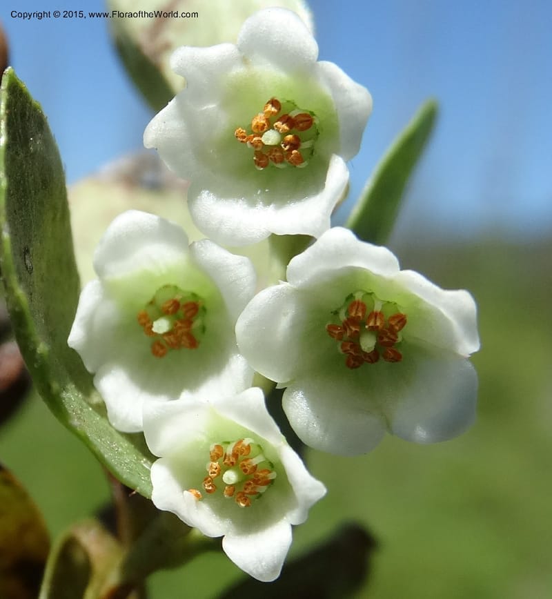 Gaultheria humifusa, Davidson, C 12546--ID. Valley Co. Cloochman Saddle Rd. 1 Jul 2014. DSC09181 (88).JPG