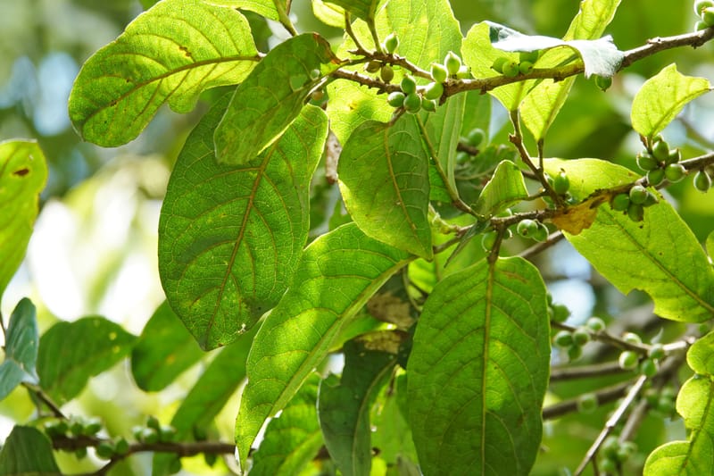Aporosa dioica, D. Boufford 44137--China. Yunnan. Along G213. 4 May 2018. DSC02084 (32).JPG