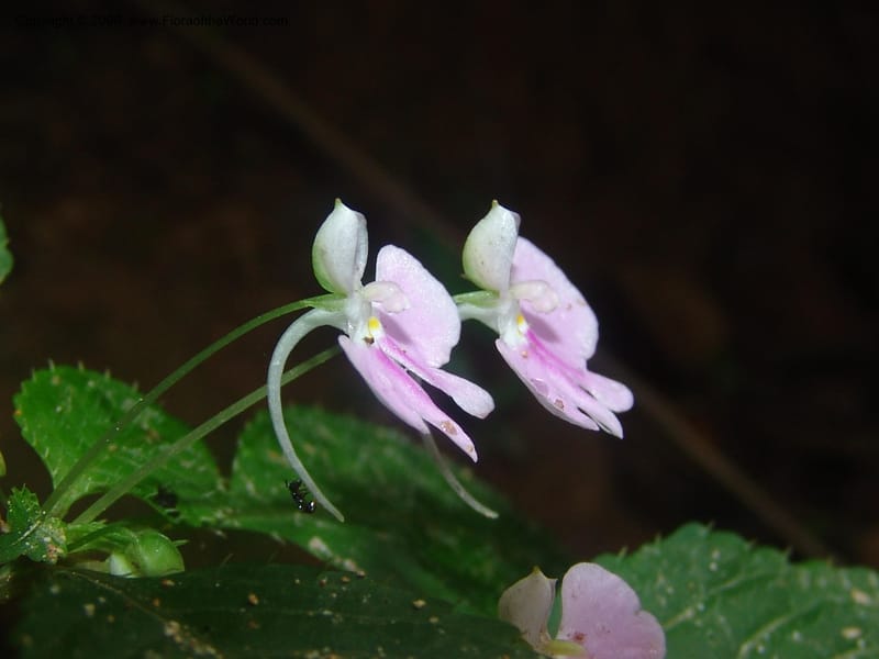 Impatiens hochstetteri--So.Africa. Mpumal. Moodie Mts.  18 Mch 05. 251.jpg