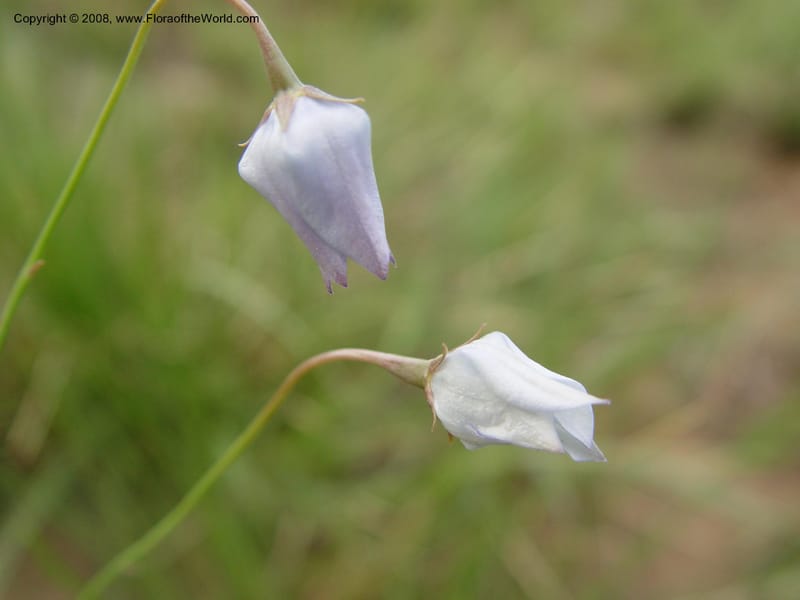 Wahlenbergia--So. Africa. Drakensberg Mts. Giant's Castle. 4 Oct 03. 017.jpg