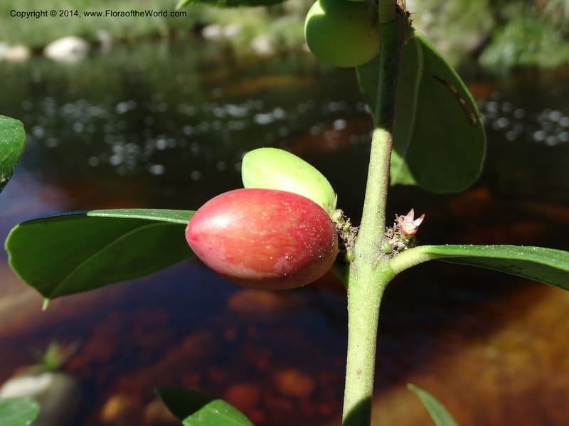 Acokanthera oppositifolia, Davidson, C 12290--South Africa. Western Cape. Karatara River. 21 Jan 2014. DSC00950 (258).JPG