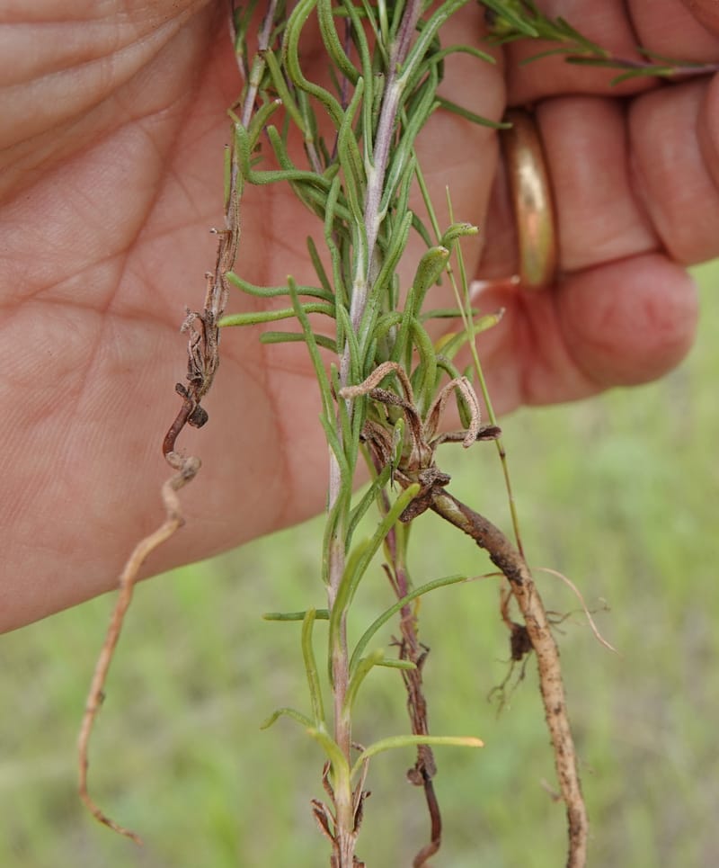 Blepharipappus scaber, C. Davidson 13761--Oregon. Wallowa Co. Zumwalt.Trail Cr. Rd. 4 Jun 2018. DSC04078 (442).JPG