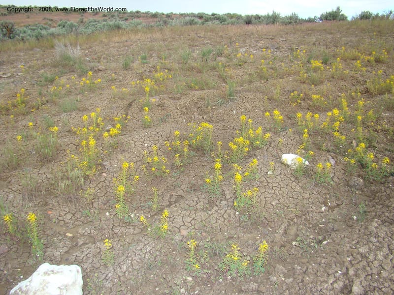 OR. Malheur Co. Leslie Gulch. 1 Jun 08. 034.jpg