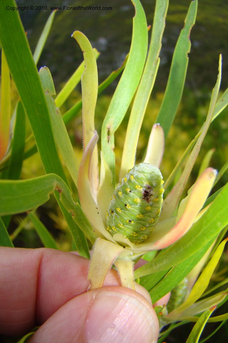 Leucadendron eucalyptifolium, C. Davidson 11495--South Africa. W. Cape. Korente River. 22 Aug 09. 344 (108).jpg
