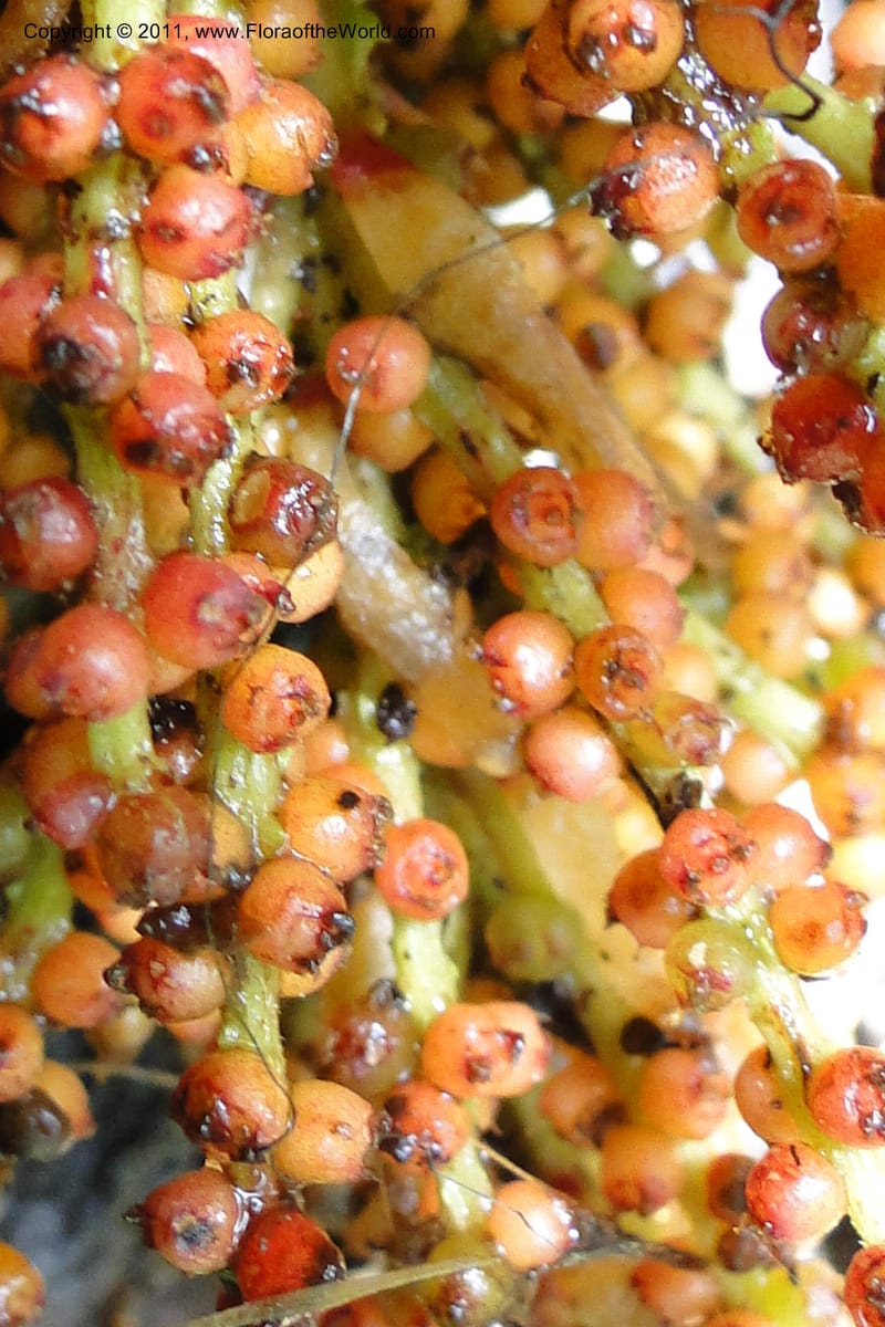 Gunnera brephogea, Ulloa 2180--Ecuador. Pichincha. Reserva Yanacocha. 11 Jun 2011. 311 (38).jpg
