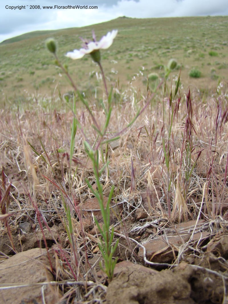 OR. Malheur Co. Leslie Gulch. 1 Jun 08. 103.jpg