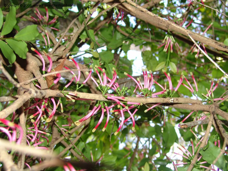 Bakerella clavata, Z.Rogers962--Madag. Prov.Toliara. Littoral for.- Ste. Luce. 23 Jan 06. 321.jpg