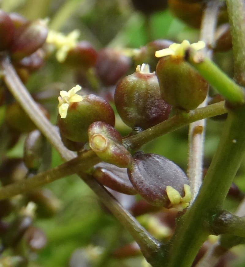Polyscias joskei, Plunkett, C 3177--Fiji. Delaikoro Mtn. 3 Nov 2015. DSC08393 (51).JPG