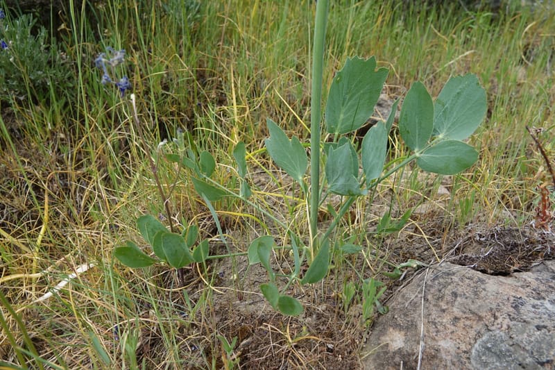 Lomatium nudicaule, C. Davidson 13617--CA. Modoc Co. Warner Mts. Hwy 299. 7 June 2017. DSC01455 (8).JPG