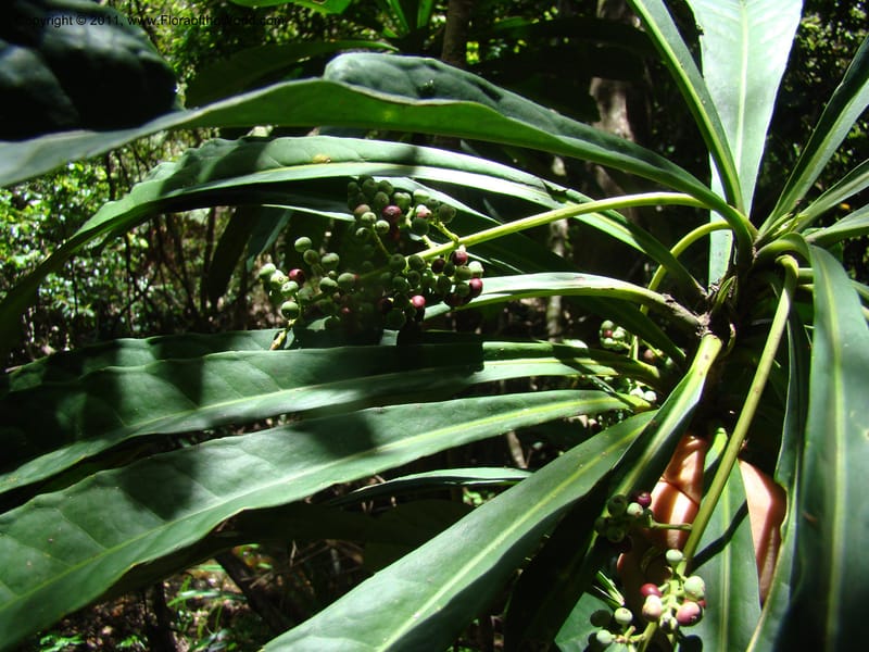 Phelline dumbeensis,  Barriera, G 131102-12--New Caledonia, Prov N, Les Trois Creeks,  13 Nov 2007, 054 (9).jpg