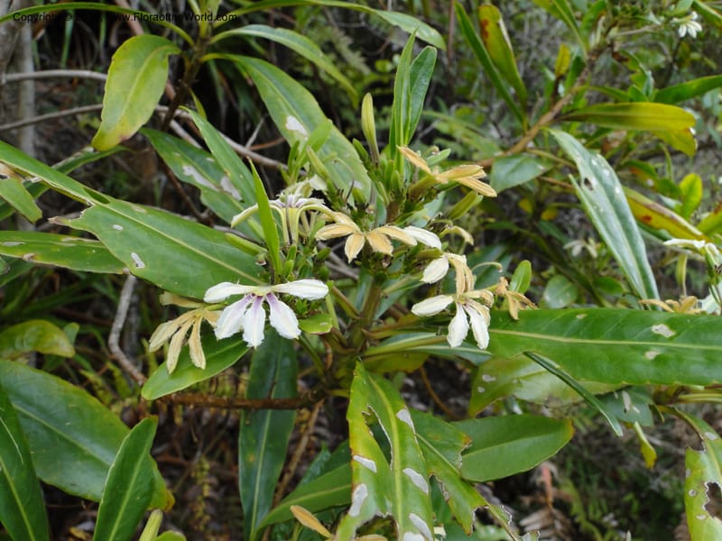 Scaevola, M. Callmander 805--New Caledonia. Mont Dore. 20 Jan 2010. 1431 (1).JPG
