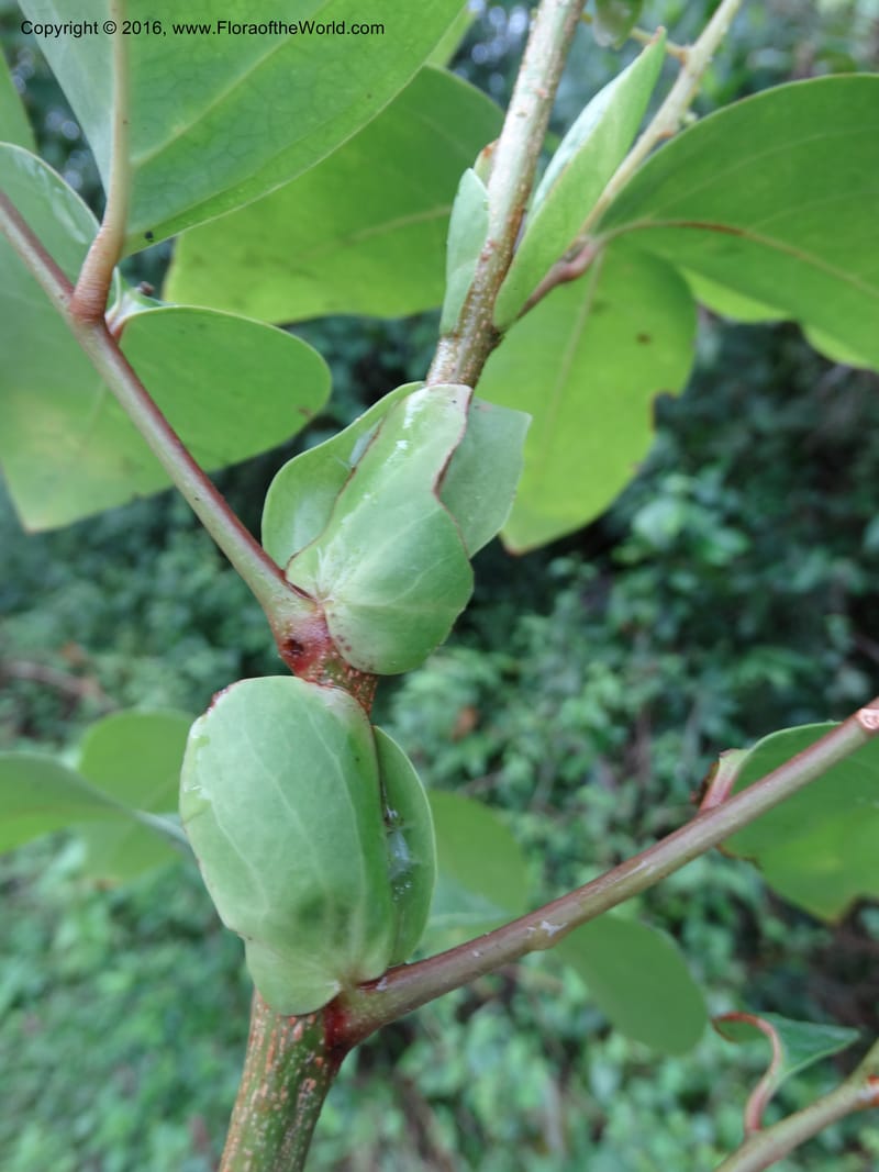 Lepisanthes fruticosa, Buerki, S 361--Sabah. Ulu Senagang. 9 Oct 2014. DSC03434 (34).JPG