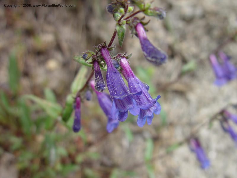 Penstemon albertinus, [CDavidson10988]--ID. Idaho Co. Ca. 30 mi N of McCall. 12 Jun 03. 042.jpg