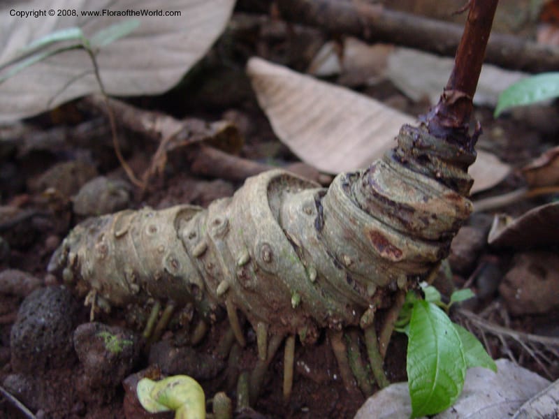 Anchomanes--Cameroon. Limbe Botanic Garden. 4 Dec 03. 261.jpg