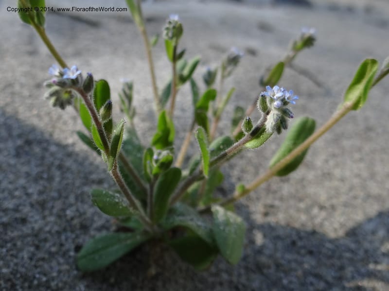 Myosotis micrantha, Smith, J 10739--Idaho. Nez Perce Co. China Garden Cr. 7 May 2013. DSC03632 (11).JPG