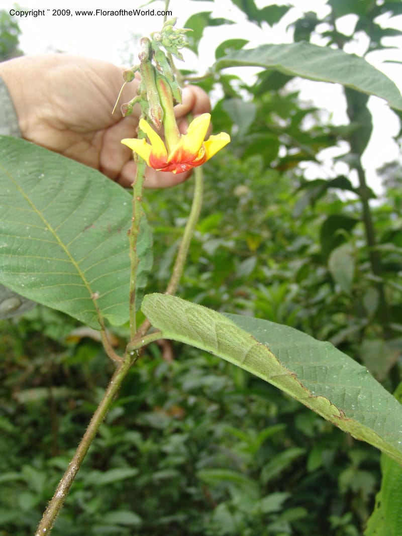 DNeill15721--Ecuador. Prov. Zamora Ch. Rio Nangaritza ca Las Orquideas. 15 Sep 07. 201.jpg