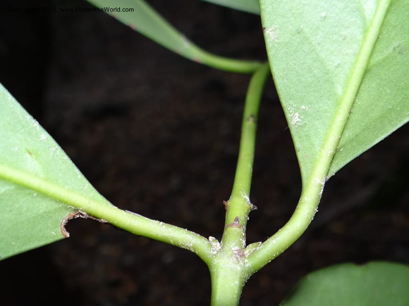 Gomortega keule, WDS 34081--Chile. Reserva Nac. Los Queules. 15 Feb 2013. DSC01158 (151).JPG