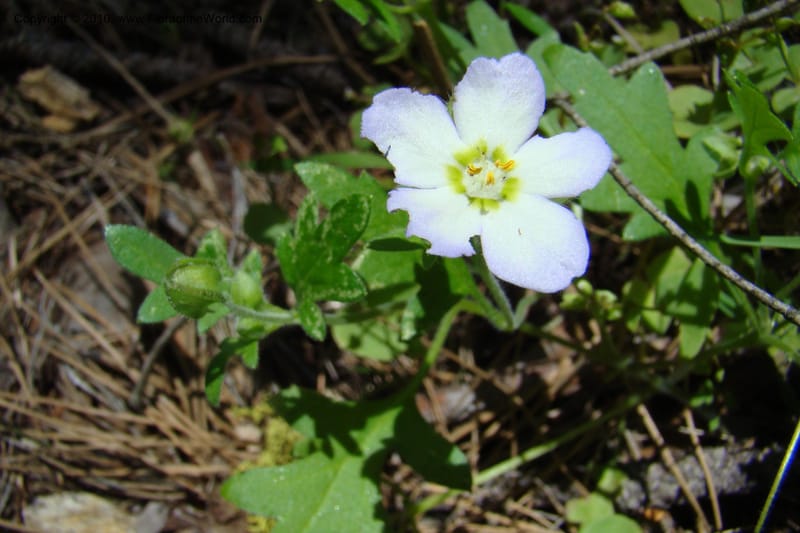 Nemophila kirtleyi, C. Davidson 11358--Idaho. Idaho Co. Salmon River. Polly Bemis Ranch. 27 May 2009. 343.jpg