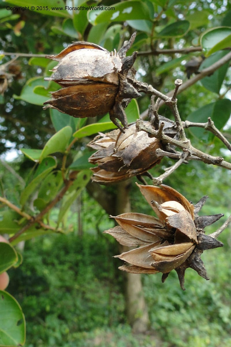 Lagerstroemia, Regalado 1970--Viet Nam. Forest Block 19. 15 May 2011. 248 (5).jpg