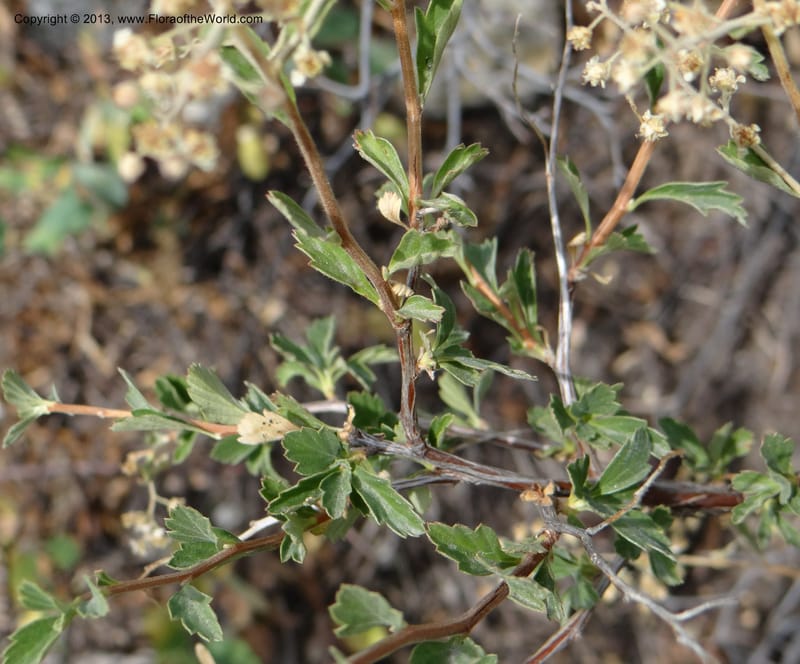 Holodiscus dumosus, Davidson, C 12105--USA, Owyhee County, Idaho, 21 Aug 2012  3158 (14).JPG
