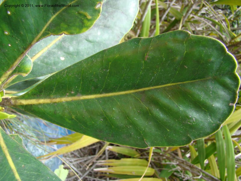 Strasburgeria robusta, Munzinger, J 4877--New Caledonia,  Dzumac, 20 Nov 2007, 28 (6).jpg