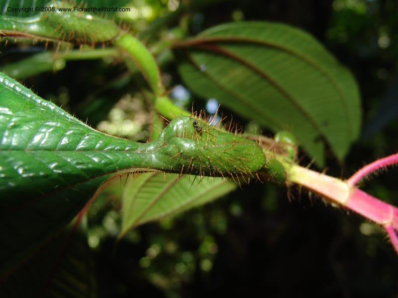 Tococa guianensis, AAraujoM1251--Bolivia. Pq. Nac. Madidi. Chalalan. Send. Anta. 30 Nov 04. 262.jpg