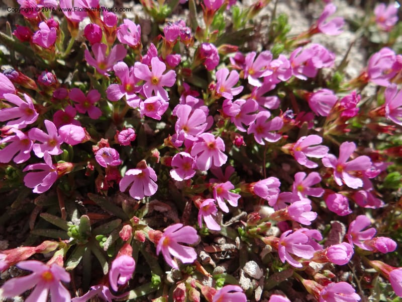 Douglasia, Davidson, C 12194--ID. Boise Co. Scott Mtn. Lookout Road. 18 Jun 2013. DSC06609 (71).JPG