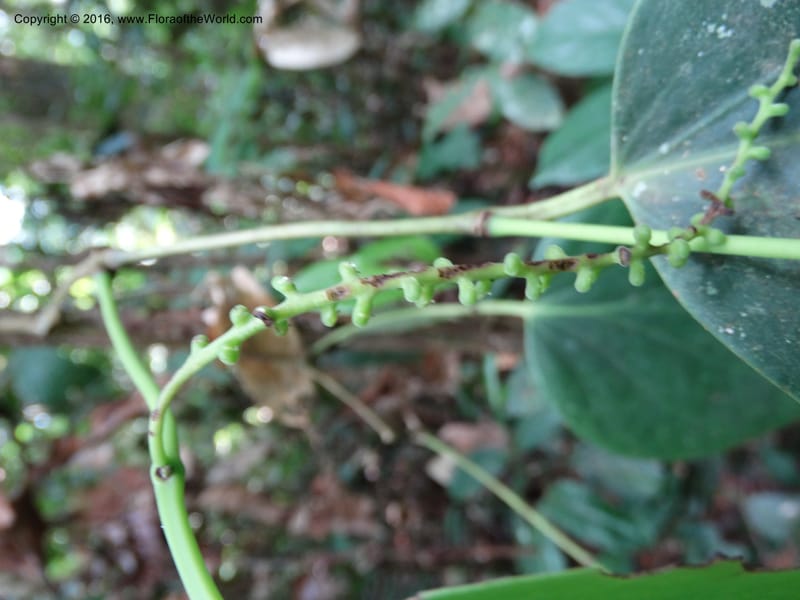 Piper, Davidson, C 12675--Sabah. Danum Valley. 4 Oct 2014. DSC01741 (216).JPG