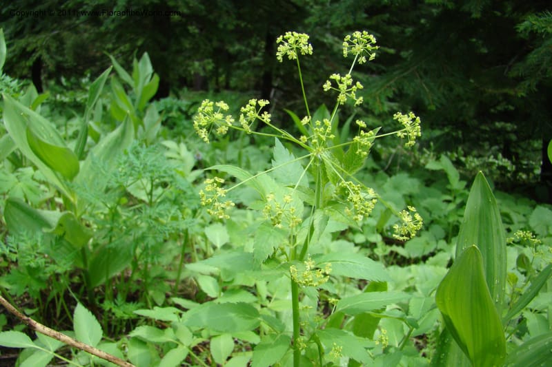 Osmorhiza purpurea, C. Davidson 11422--Idaho. Adams Co. Smokey Boulder Rd. 6 June 2009. 154.jpg