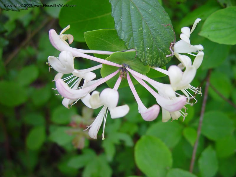Lonicera caprifolium--Italy. Abruzzo. Res. Torino di Sangro. 5 May 03. 060.jpg