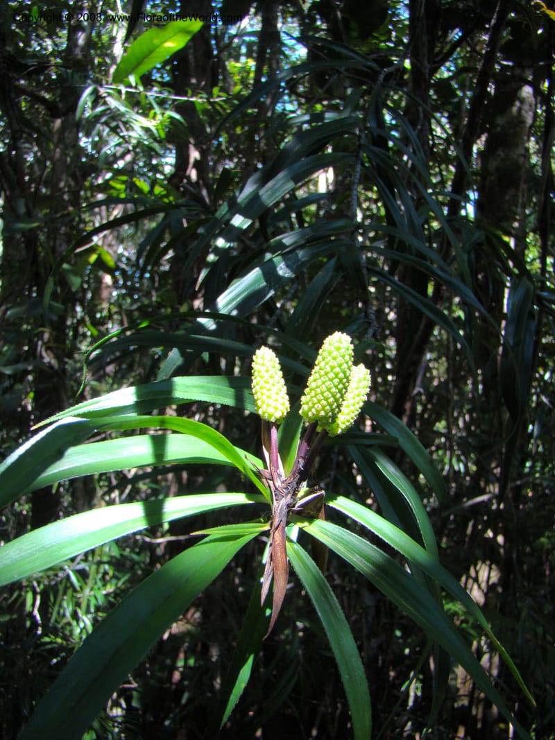 Freycinetia, JMunzinger4900--New Caled. Parc Prov. Riviere Bleue. 22 Nov 07. 026.jpg