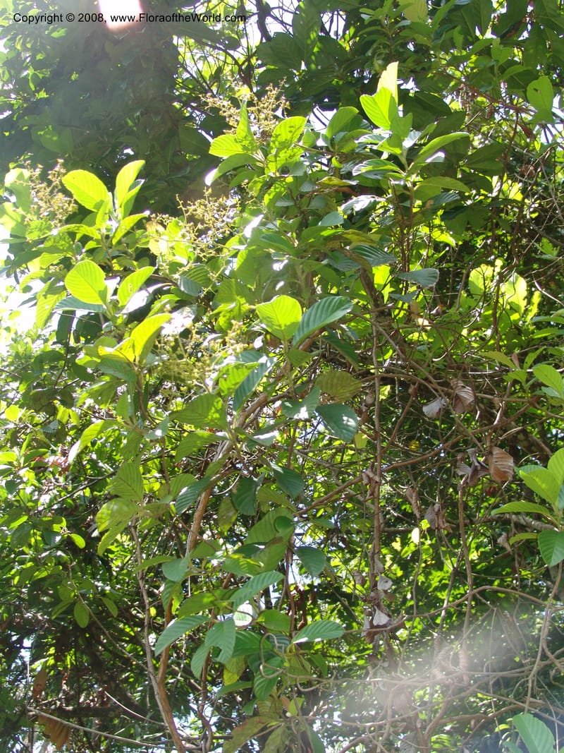 Tetracera, MLeal1145--Gabon. Prov. Ogooue-Iv. Res. Lope. Sommet Main. 19 Apr 06. 262.jpg