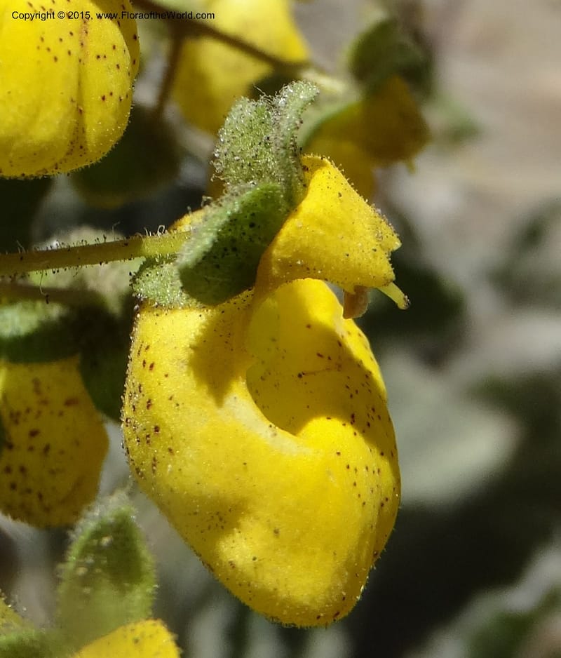 Calceolaria corymbosa, Davidson, C 12792--Chile. Ruta 115, to Laguna del Maule. 24 Nov 2014. DSC07486 (438).JPG