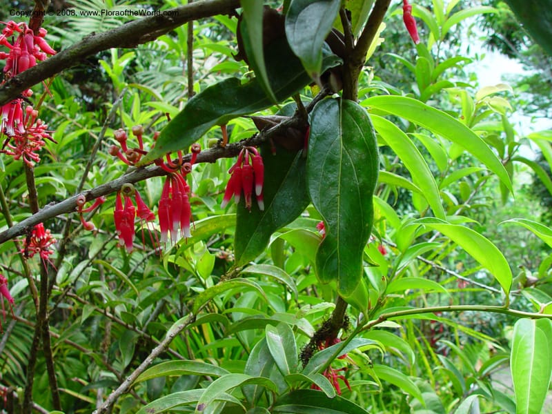 Cavendishia--Costa Rica. Wilson Garden. 25 Feb 02. 004.jpg
