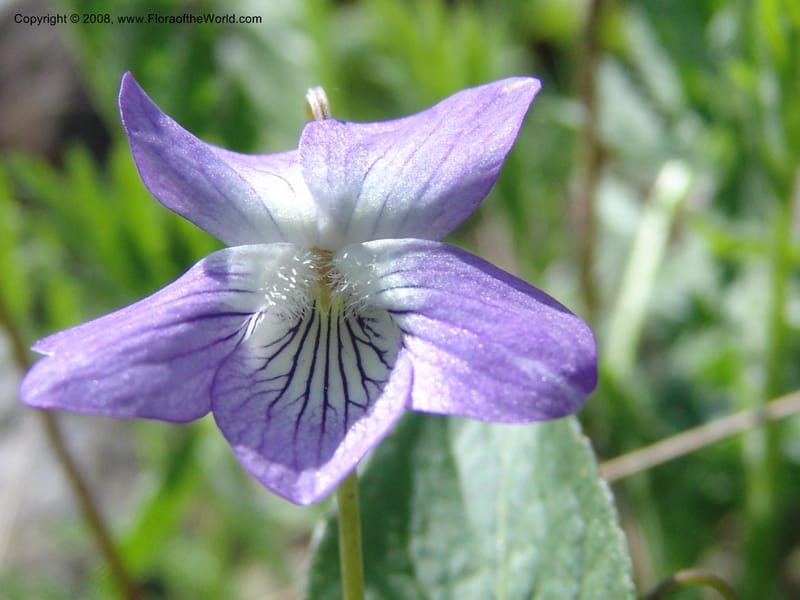 Viola somchetica--Georgia. Kazbeki . Trail-road to Sameba Church. 2 Jun 05. 045.jpg